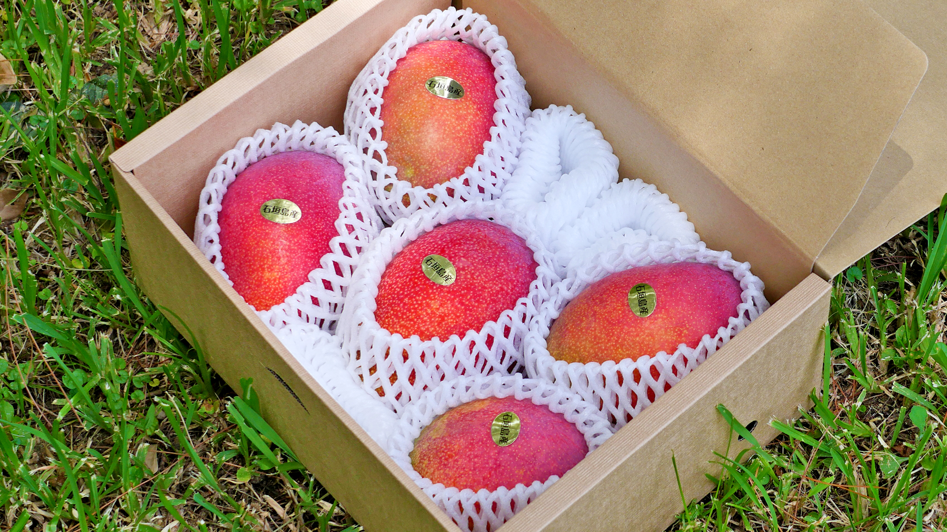 贈答用マンゴー